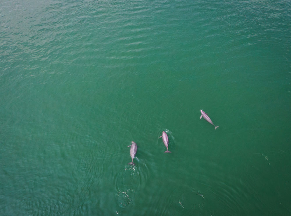 习近平的长江情怀(图14) 习近平的长江情怀(图14)